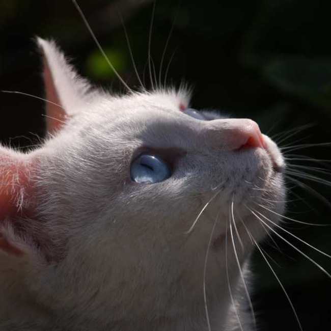 特定非営利活動法人門司港レトロ・犬猫を守る会のカバー写真
