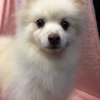 ポメラニアンのコーン(オス)里親募集です！