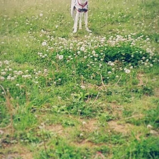 nico-simのカバー写真