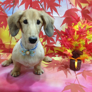 【至急】里親募集です。