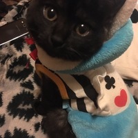 チョコ