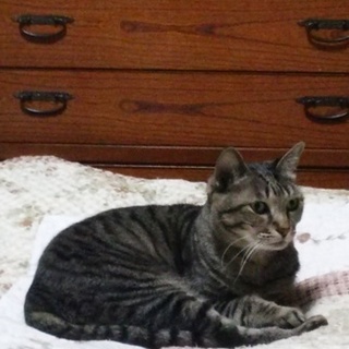 病気知らずのたまちゃん