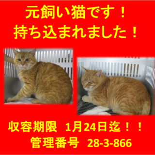 元飼い猫です！持ち込まれました！助けて下さい⑤