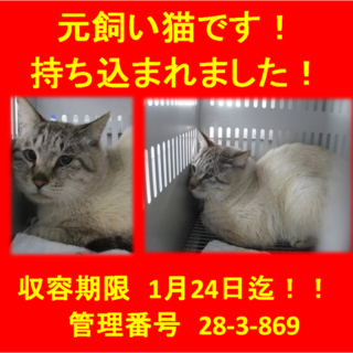 元飼い猫です！持ち込まれました！助けて下さい⑧