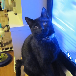 動画あり　ごろすりストーカー黒猫にっかくん去勢済み