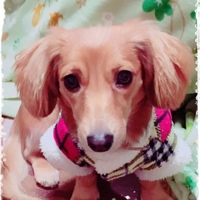田中ゆず