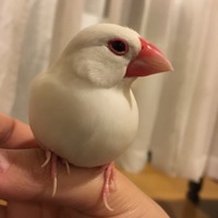 ふーたん
