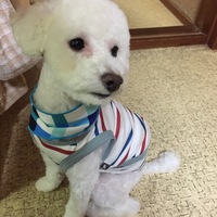 vivi