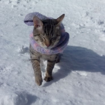 ア～、寒いだ！