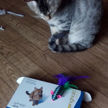 レボリューションが届きました！