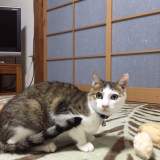 甘ったれヒガシ君