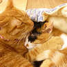 保護ねこ広場にゃん福゜(保護活動者)