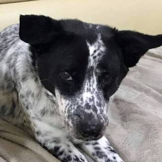 セラピードッグ（ぶち）の里親さんを探しています。