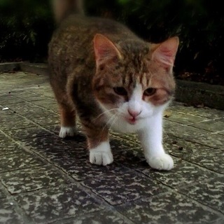 【ありがとうございました♪】丸顔の子猫(^^♪