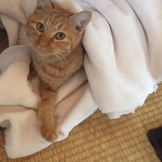 【ありがとうございました♪】5ヶ月、茶トラ