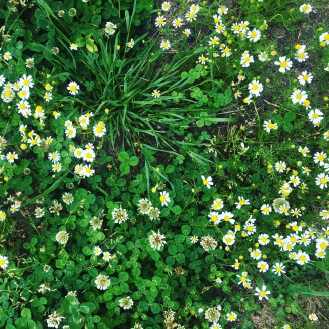 おこめちゃんのカバー写真