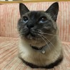 ネコキュートさん
