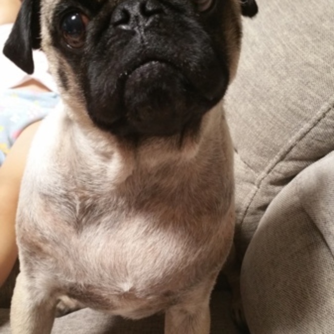 王軍分のカバー写真