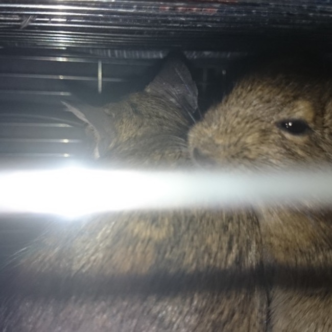 kissykissyのカバー写真