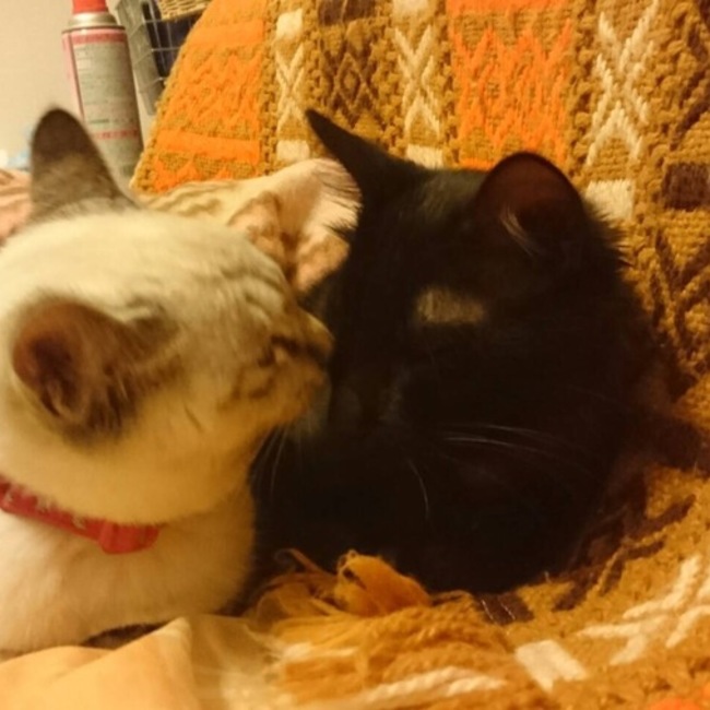 かーこうのカバー写真