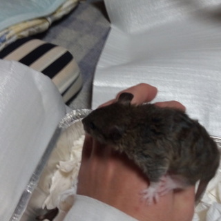 ラット　里親募集