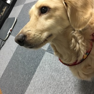 M.ダックス☺︎ロングコート☺︎クリーム色