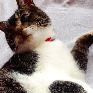 甘えん坊な美人猫・里親さん決定！