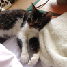 甘えん坊な美人猫・里親さん決定！ サムネイル5
