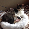 甘えん坊な美人猫・里親さん決定！ サムネイル3