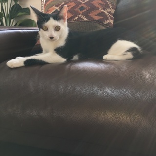 ちょっと内弁慶な黒白の春平くん