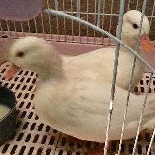 コールダック新しい家族の下に旅立ちました