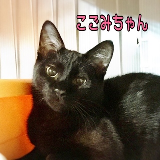 黒乙女ツンデレ〜こごみちゃん♪