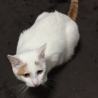 生後7ヶ月のオス猫