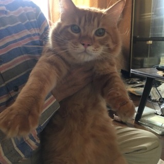 一旦休止生後9ヶ月長毛茶虎ちゃん