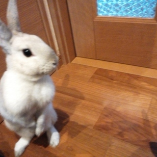 10ヶ月のメスウサギ