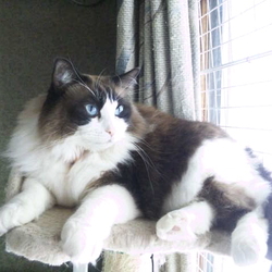 「鳥が来ないからさびしいうにちゃん」サムネイル3