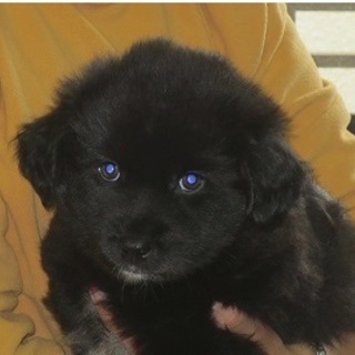 おっとりとしたイケメン生後50日