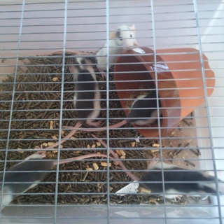 ファンシーラットの里親募集します