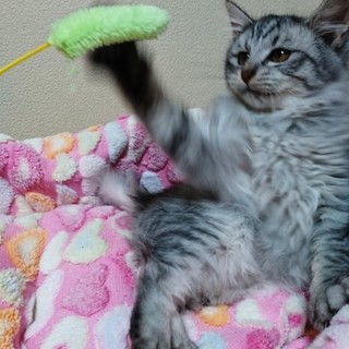 優しいご家族の一員になり幸せになりました☆