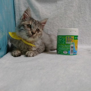 優しいご家族の一員になり幸せになります☆