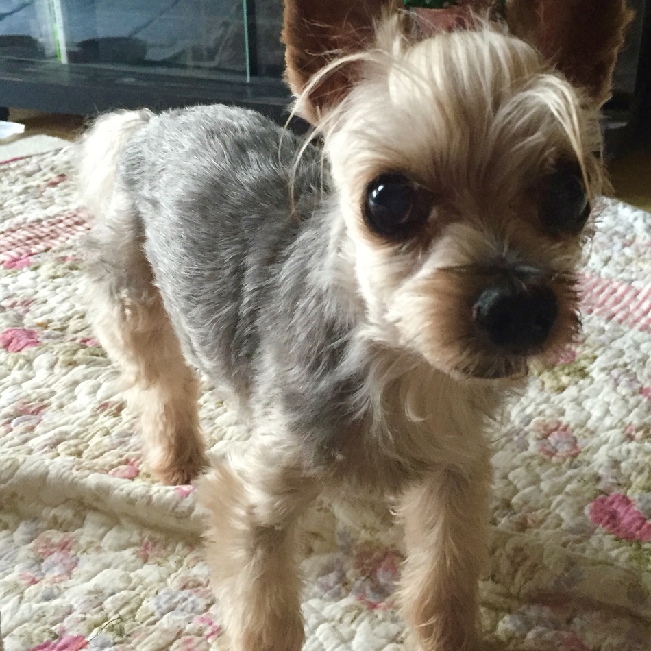 フィオーレのカバー写真