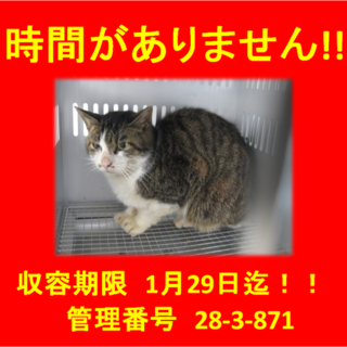 期限1月29日迄！お髭のあるキジ白猫ちゃんです！