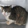 期限1月29日迄！お髭のあるキジ白猫ちゃんです！ サムネイル2