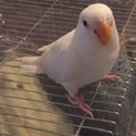 コザクラインコ里親募集