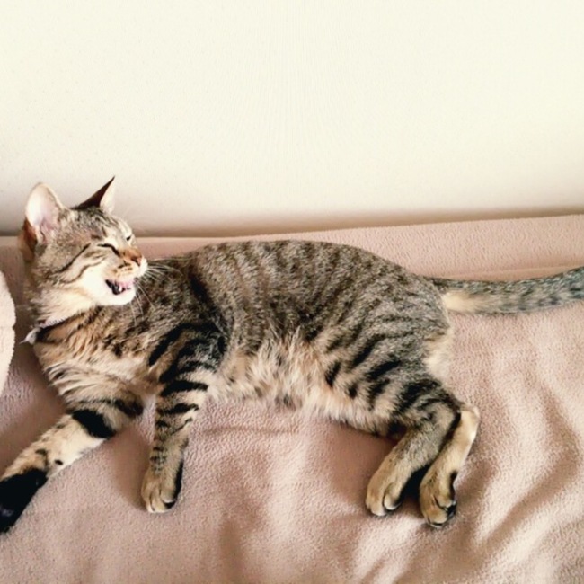 N.Hのカバー写真