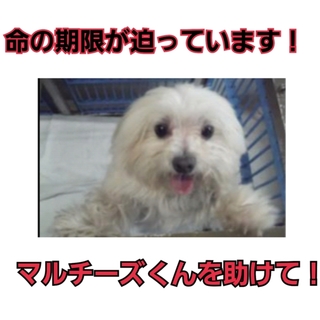 命の期限が迫っています!マルチーズ君を助けて!