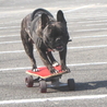 スケボー犬ハッピー