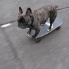 スケボー犬ハッピー　