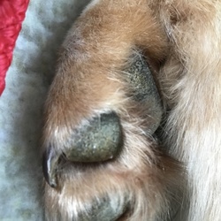 「動物病院、行ってきたよ♪」サムネイル2