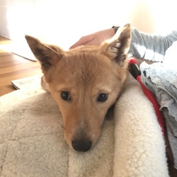 「動物病院、行ってきたよ♪」サムネイル3